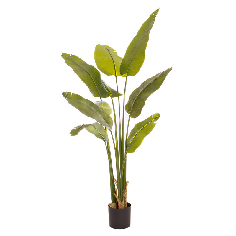180cm Real Touch Banana Tree